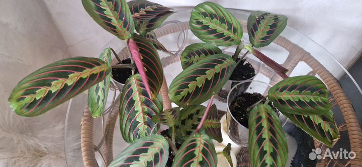 Маранта триколор