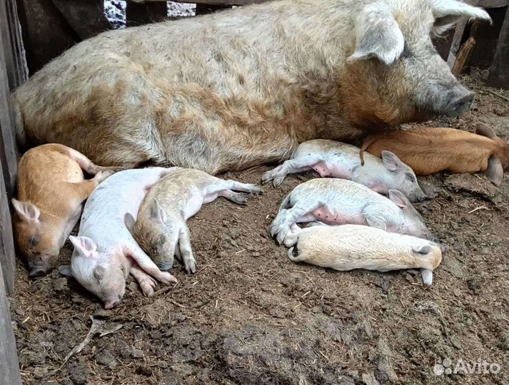 Свиньи стадо