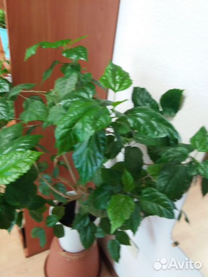 Гибискус китайская роза