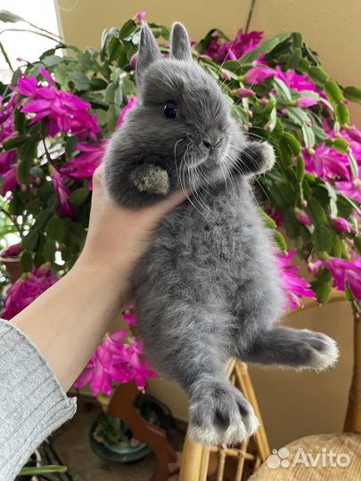 Декоративный кролик. Мини кролик. Крольчата. Питом