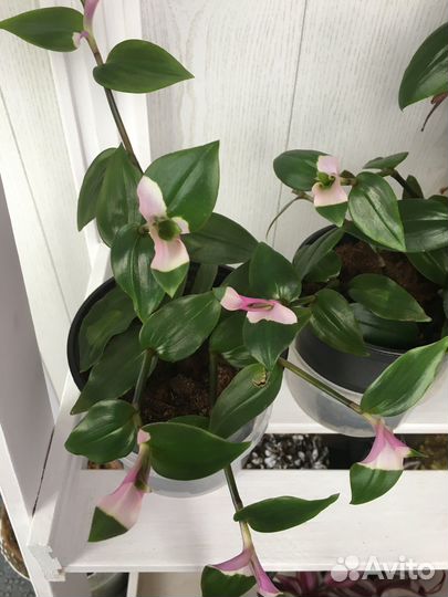 Традесканция Застенчивая невеста