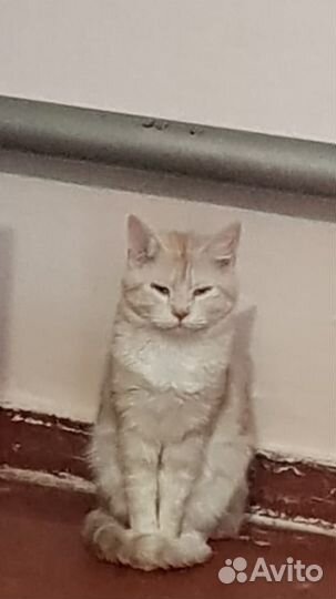 Кошка
