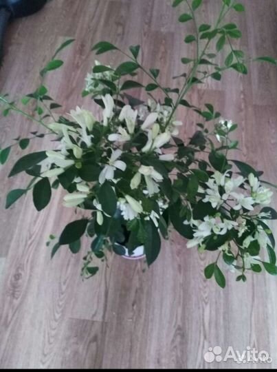 Мурайя японская.(апельсиновый жасмин)