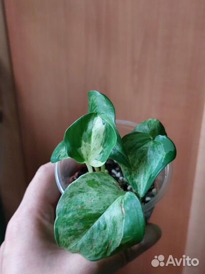 Эпипремнум, филодендрон