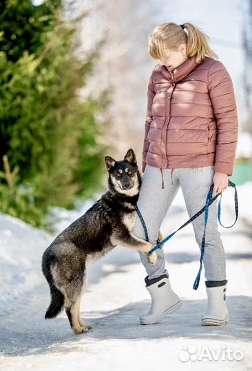 Щенок девочка в добрые руки