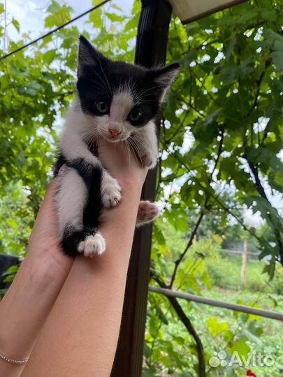 Кошка в дар