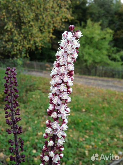 Актея (Цимицифуга, Воронец, Клопогон)