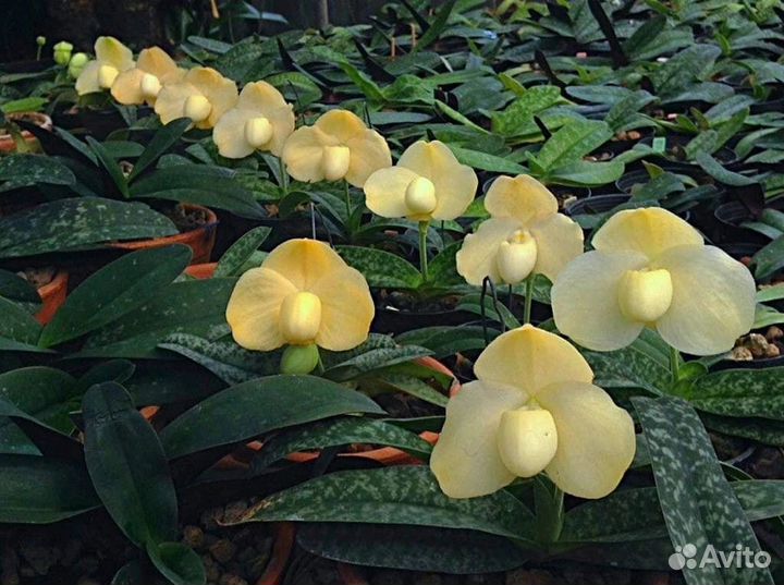 Орхидея Paphiopedilum 2 сорта