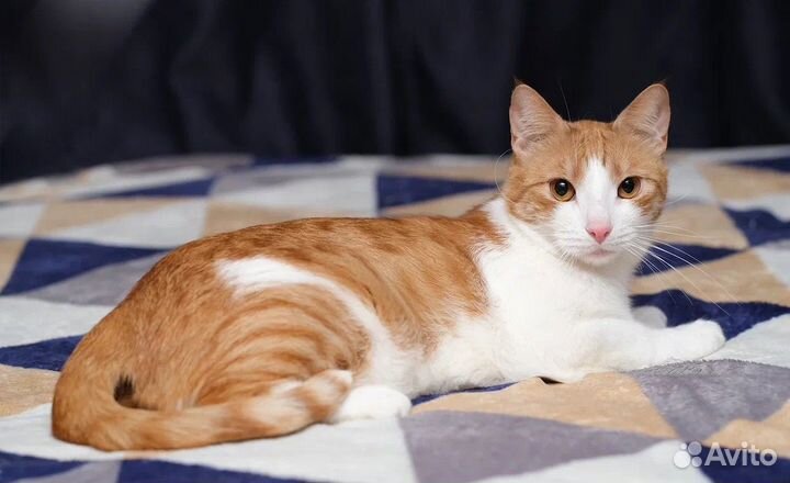 Котик Армани у которого не было детства