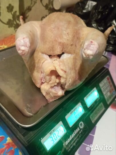 Мясо домашнего бройлера(10 месяцев)