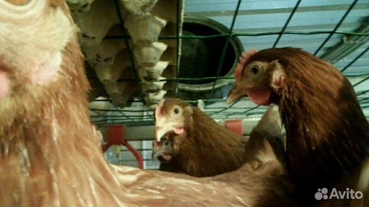 Инкубац. яйцо несушки Ломан Браун