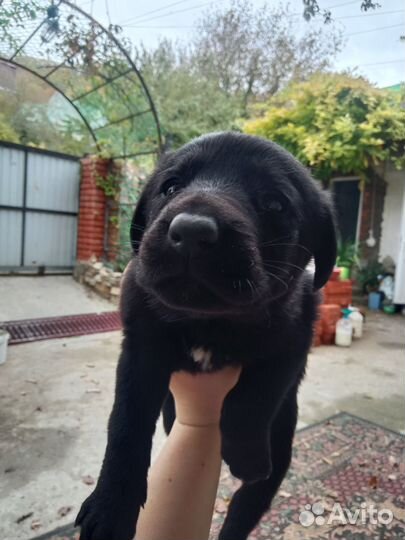 Отдаю щенков Лабрадора в добрые руки