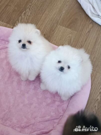 Большой выбор