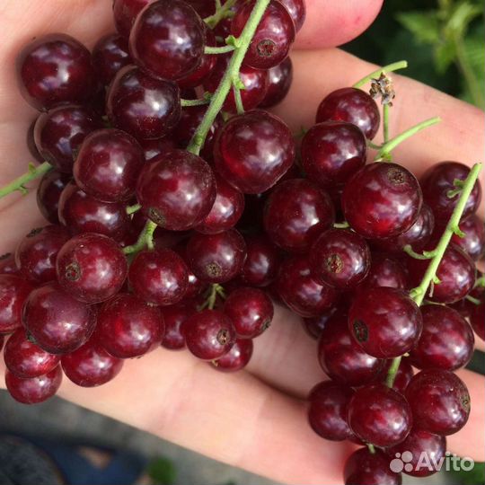 Саженцы красной смородины