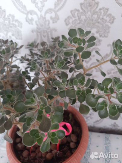 Аихризон дерево любви