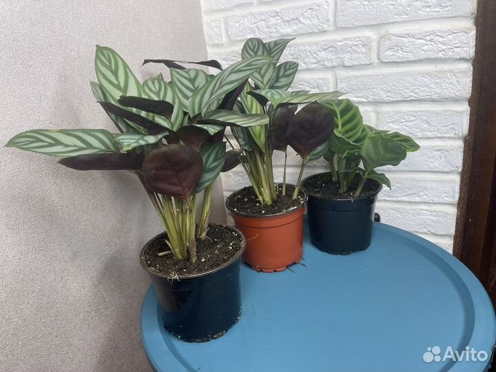 Комнатные цветы калатея