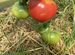 Огурцы и помидоры свежие домашние