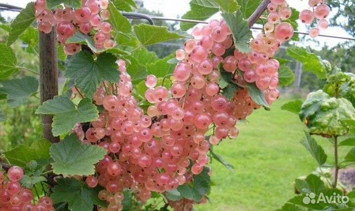 Саженцы смородины