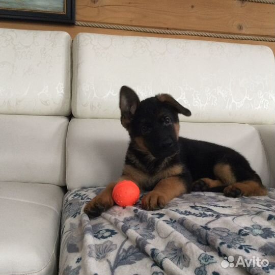 Щенки немецкой овчарки из питомника с документами