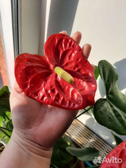 Антуриум (мужское счастье)