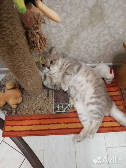 Шотландский кот вязка