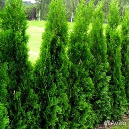 Туи зеленые