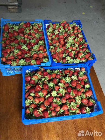 Клубника и рассада клубники