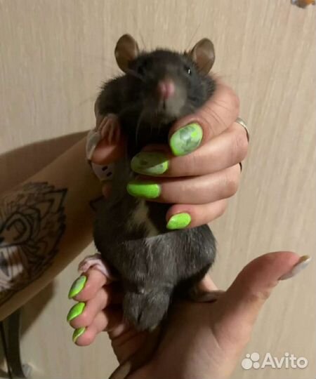 Крысёнок дамбо