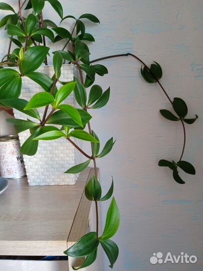 Комнатные растения разные