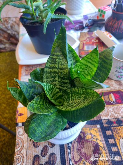 Сансевиерия ханни