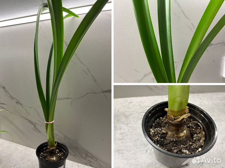 Гиппеаструм, монстера, фиалка, хлорофитум