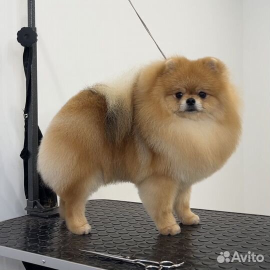 Породный груминг шпица, стрижка