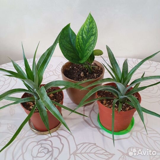 Комнатные растения 300