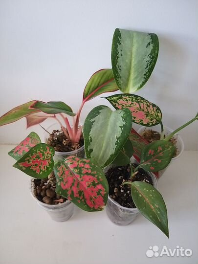 Аглаонема (Крит, Thang Chang Puek)