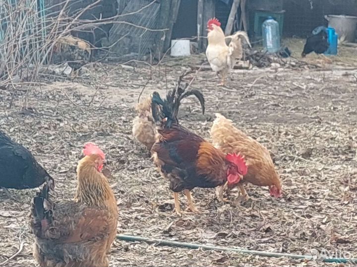 Инкубационное яйцо породистых кур