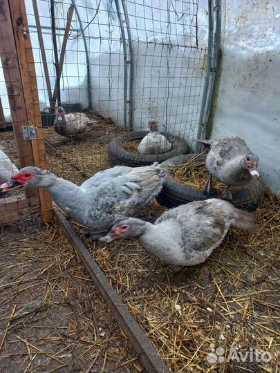 Инкубационное яйцо мускусной утки