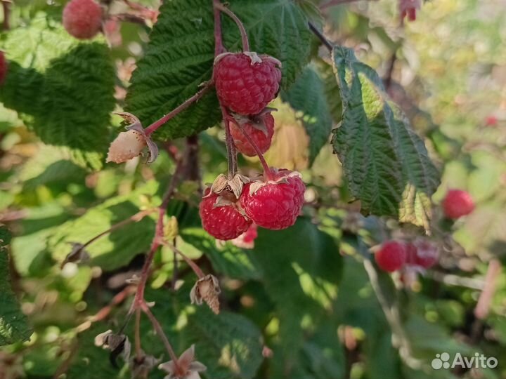 Малина ремонтантная
