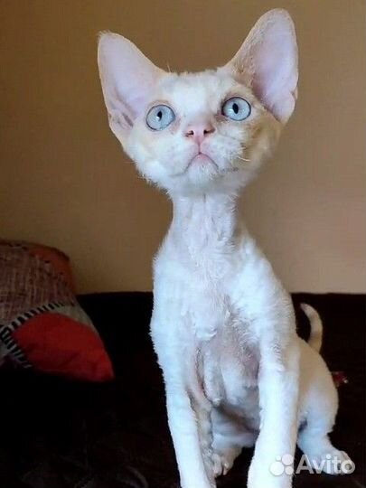 Котята девон-рекс