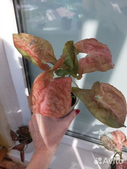 Комнатное растение Сингониум Рэд Хард