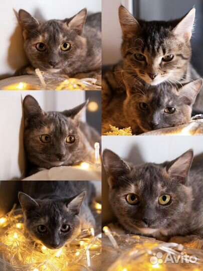 Котята девочки в добрые руки