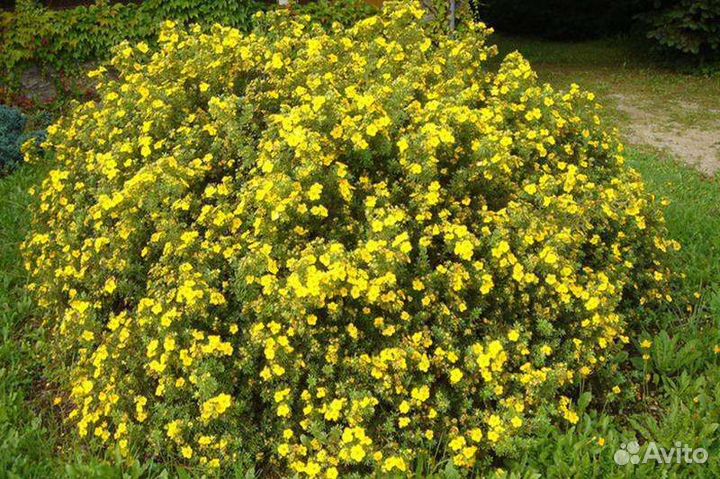 Лапчатка кустарниковая