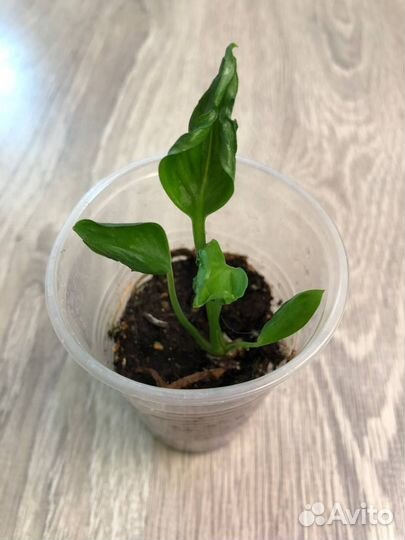 Дримиопсис Эпипремнумы