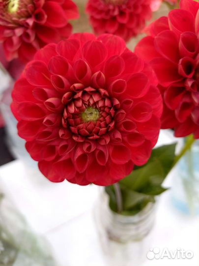 Георгины клубни