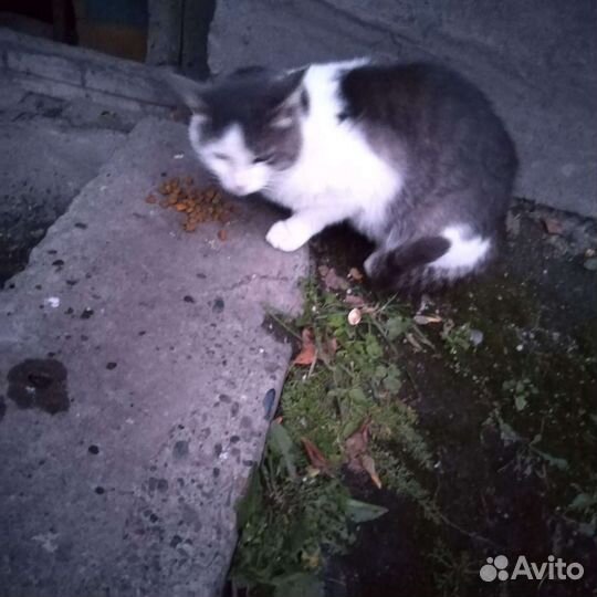 Кот в добрые руки