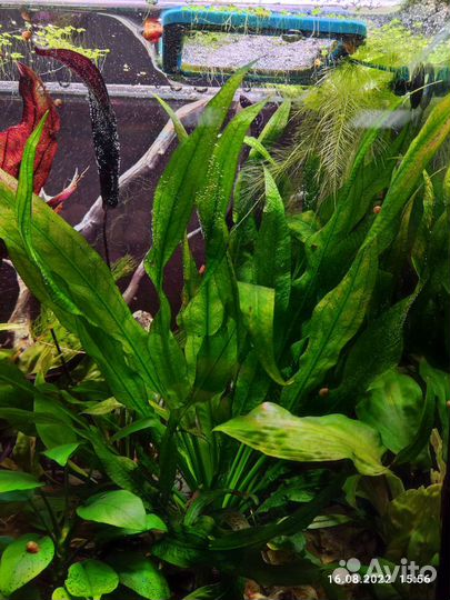 Аквариумное растение Эхинодорус