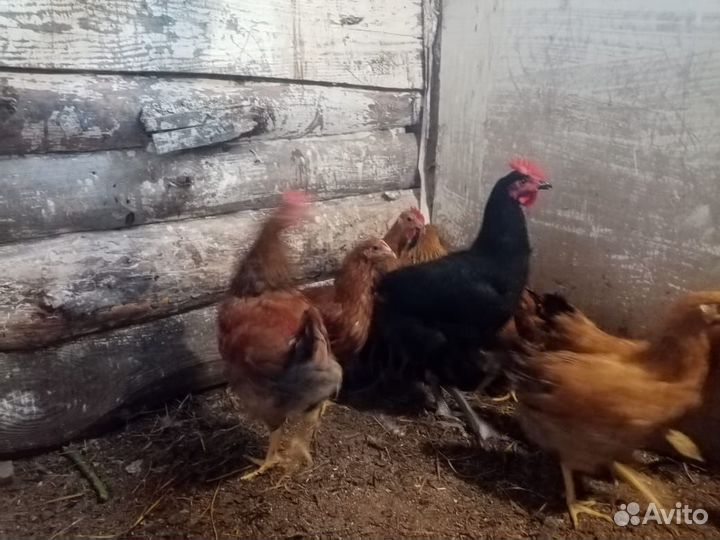 Молодые петушки