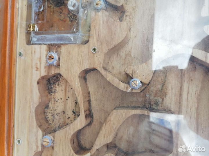 Муравьиная ферма