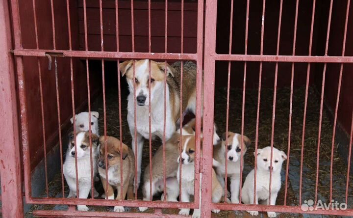 Собаки в приюте ждут своих людей