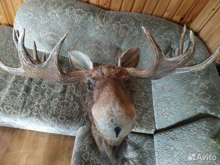 Чучело голова лося