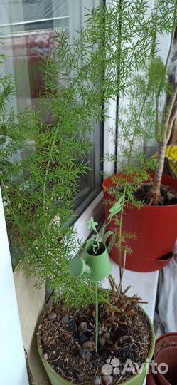 Хавортия, кактус, аспарагус, фикус